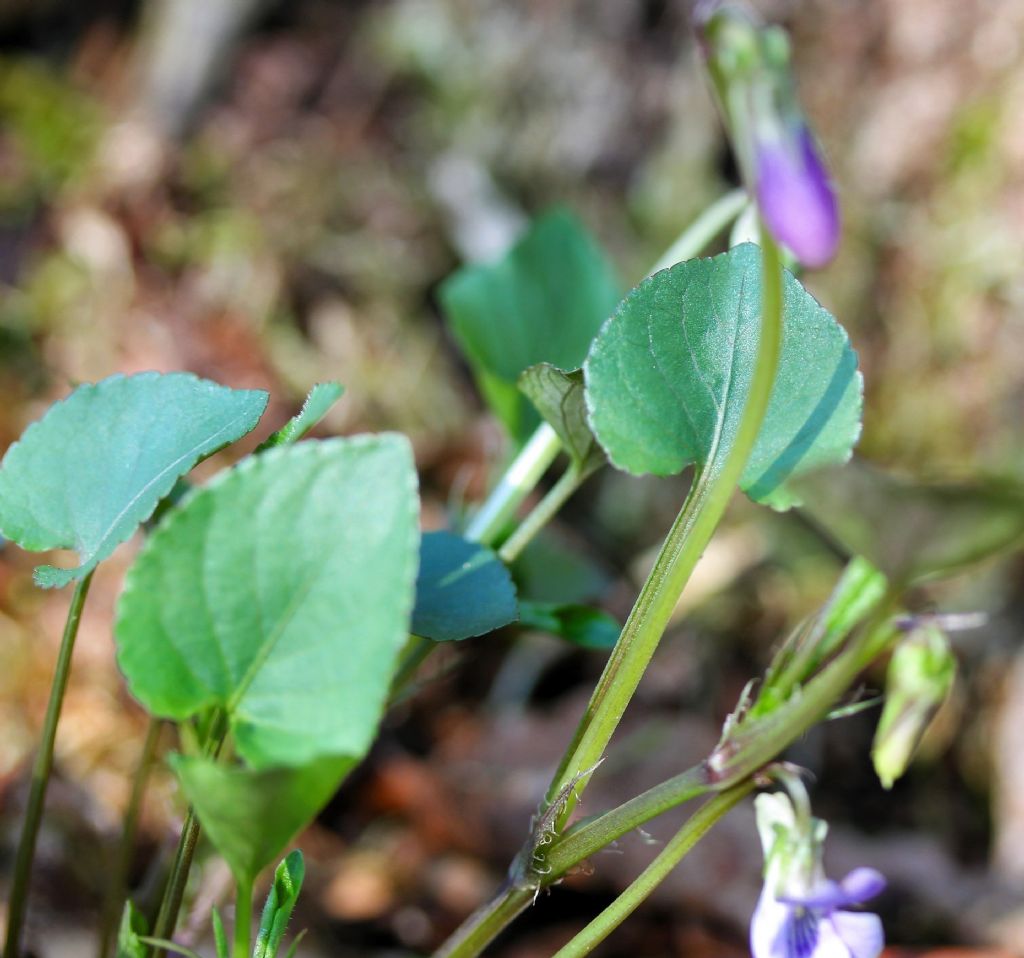 Viola riviniana